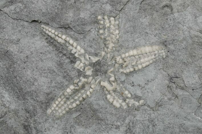 Ordovician Fossil Brittle Star (Stenaster) - Ontario #224908